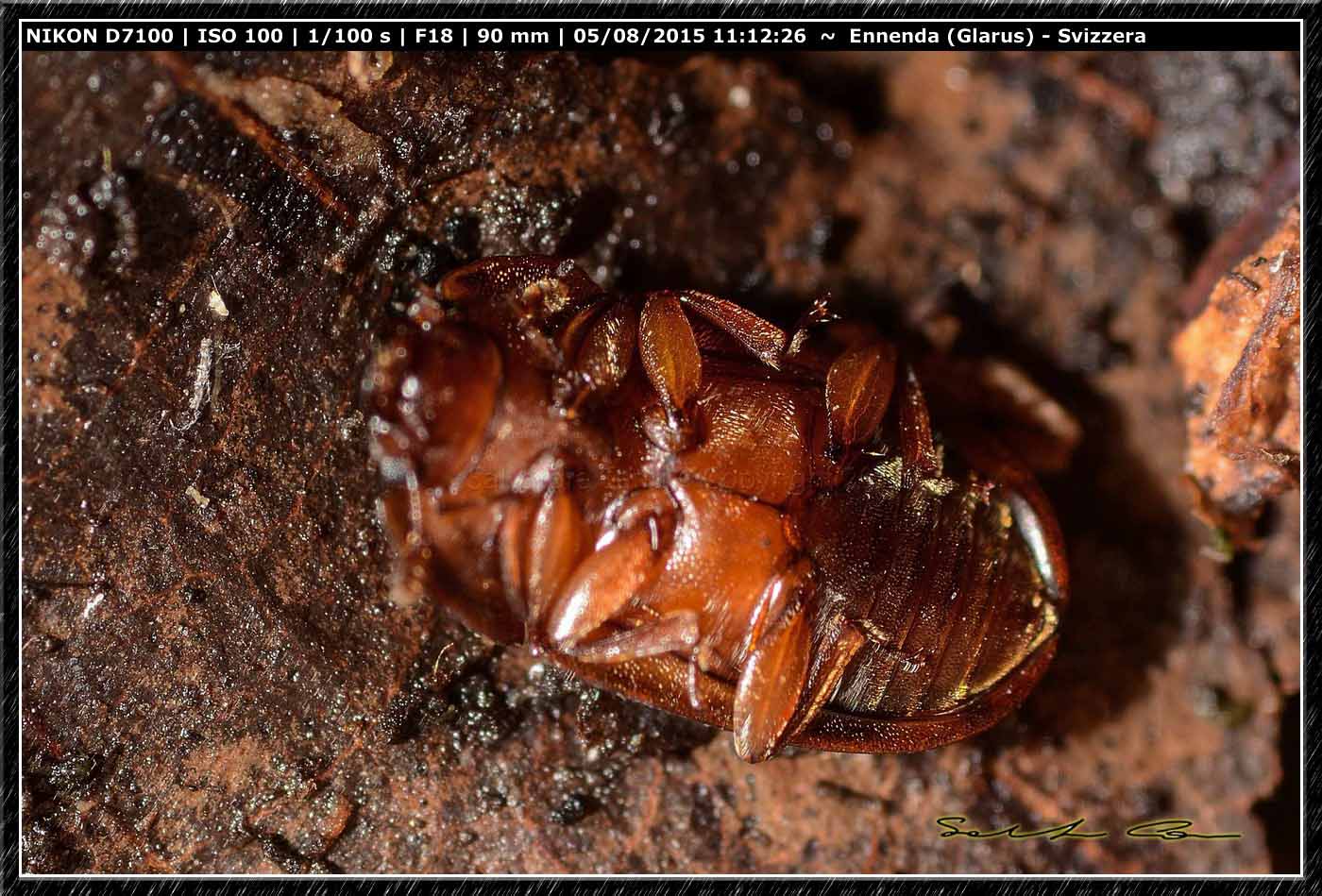 Chrysomelidae? No, Nitidulidae, Soronia sp.